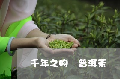 千年之吻 普洱茶/2023033129391